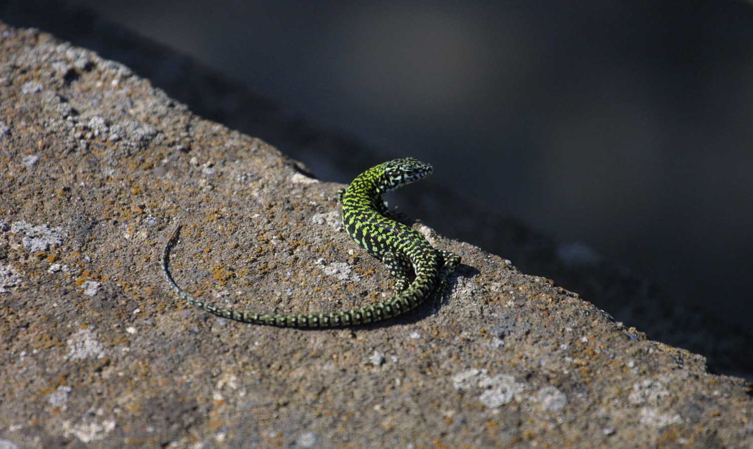 podarcis muralis?? (Podarcis muralis nigriventris)